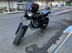 �z���_�G�C�v50�i���Q���F�a���s�j�摜2