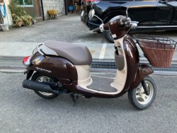 �z���_�W�����m�i���Q���F�a���s�j�摜1