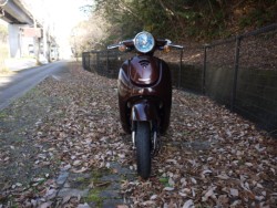 �z���_�W�����m�i�L�����L���s�������j�摜3