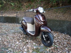 �z���_�W�����m�i�L�����L���s�������j�摜6