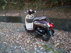 �z���_�W�����m�i�L�����L���s�������j�摜7