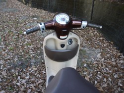 �z���_�W�����m�i�L�����L���s�������j�摜9